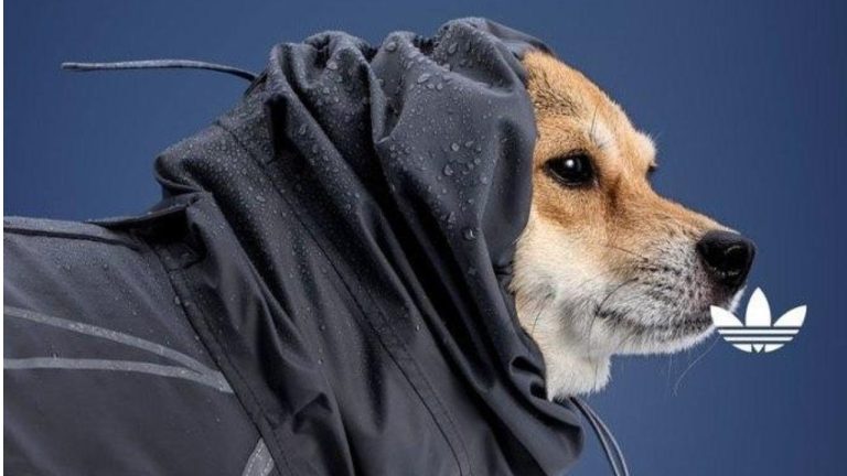 Adidas China запускает коллекцию одежды для мелких домашних животных