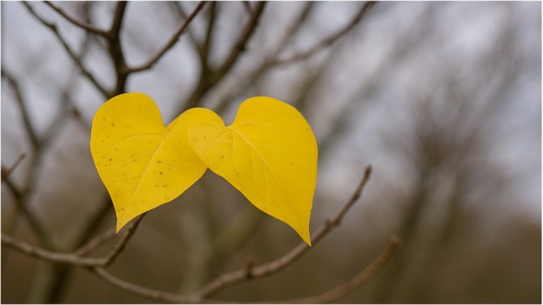 В понедельник будет облачно, но без существенных осадков.