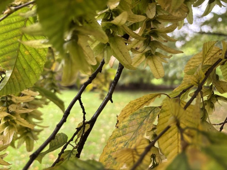 Латвийская неделя начнётся сухо, но циклон вернёт дожди и сильный ветер уже к середине