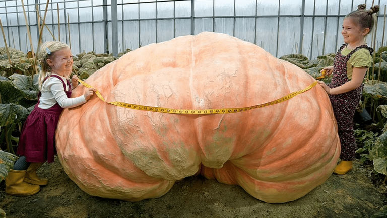 Два брата-близнеца вырастили самую большую тыкву в мире весом более 1200 кг
