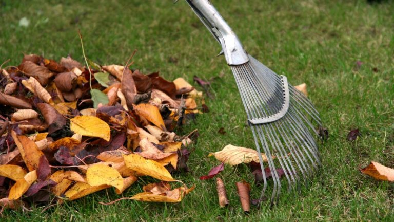 Без мешков и мусора. До 30 ноября в Риге можно бесплатно сдать осенние листья