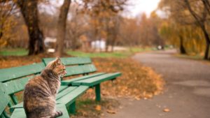 Выход Латвии из Стамбульской конвенции вызвал международную критику