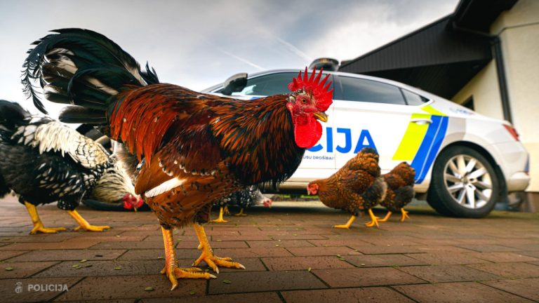 Сегодня Латвия отмечает День Мартиньша с петушками и шутками полиции