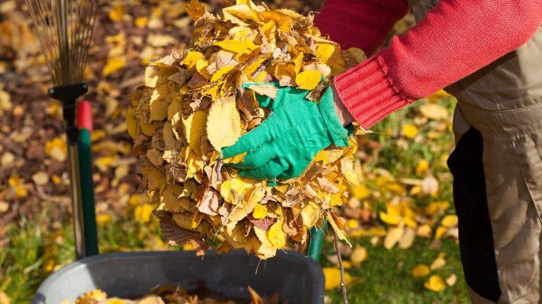В первую неделю рижане сдали почти тысячу тонн опавших листьев