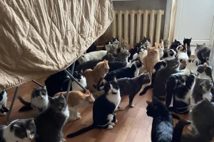 Екабпилс получит 173 тысячи евро на восстановление моста, повреждённого наводнением