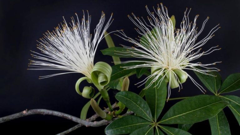 Пахира - зелёный магнит для денег: что сулит цветение «денежного дерева»