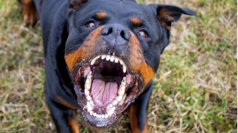 Отстрел собак в Бауске: Cейм созывает комиссию