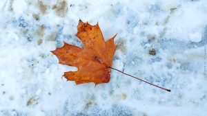 День Лачплесиса отметят памятными мероприятиями и концертами