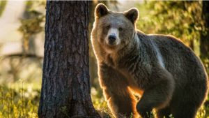 Судья пойдёт под суд: начато уголовное дело против главы Рижского районного суда