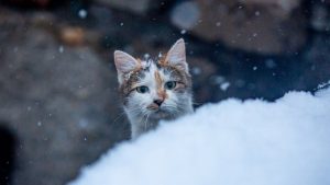 Ночная авария в Латгалии: 26 пассажиров застряли в автобусе на обочине