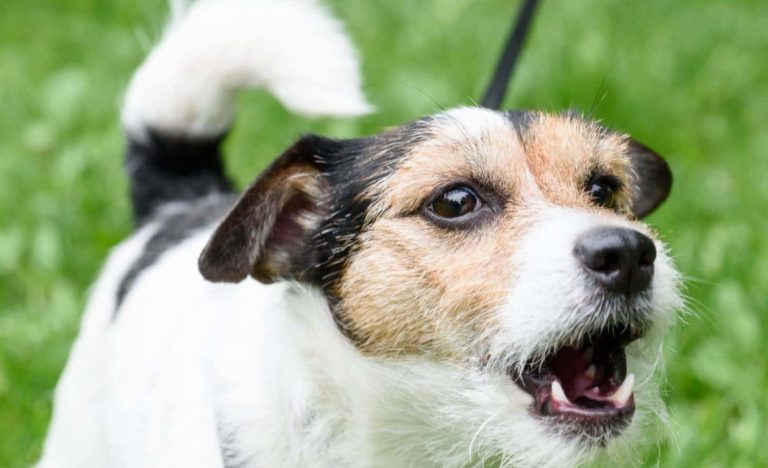 Как отучить вашу собаку лаять на других собак: 3 простых шага