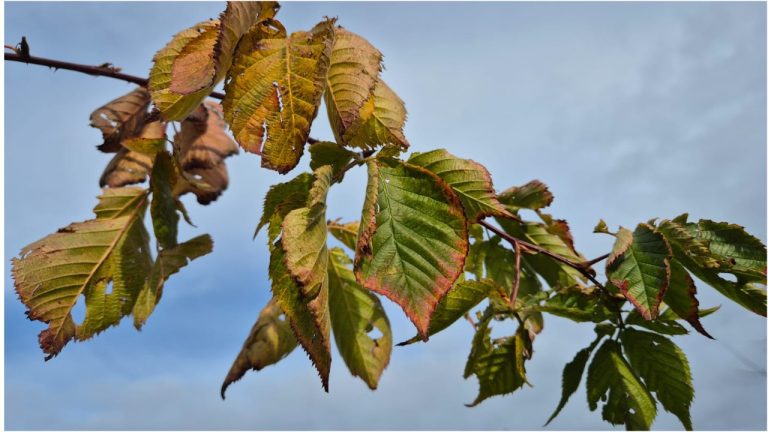 Новая неделя начнется с серого понедельника с дождем
