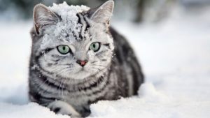 В США семья с ожирением довела дочь до жуткого истощения - в 14 лет она весит 16 кг