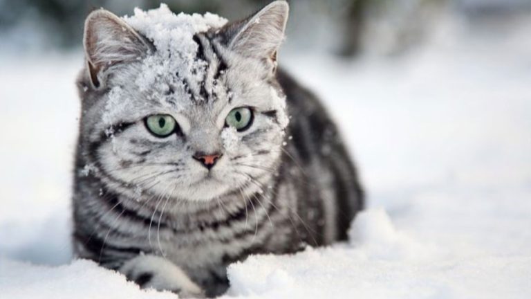 Понедельник начнется со снежного сюрприза! Прогноз на завтра