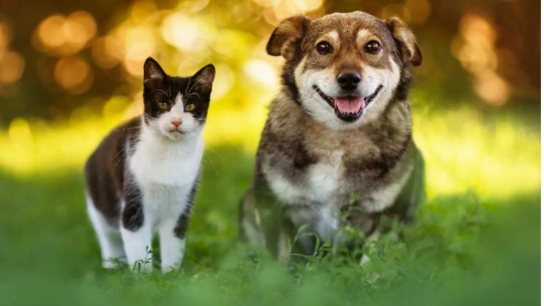 Азиатская столица наконец-то запретила мясо собак и кошек