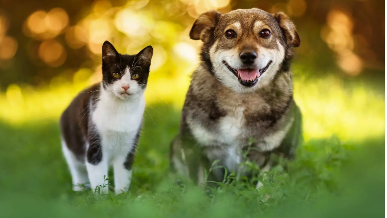 Азиатская столица наконец-то запретила мясо собак и кошек