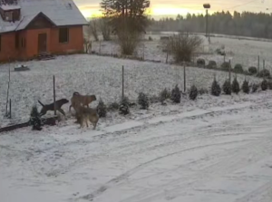 Мошенники выманили у клиентов банков более 10 миллионов евро в Латвии, но предотвратить удалось ещё больше