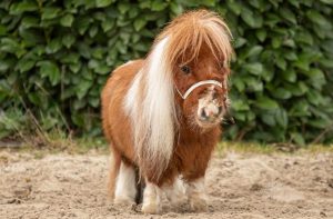 Азиатская столица наконец-то запретила мясо собак и кошек