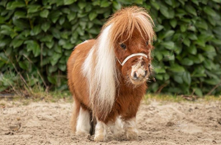 Крошечный пони, покоривший мир: Пумукель теперь рекордсмен Гиннесса