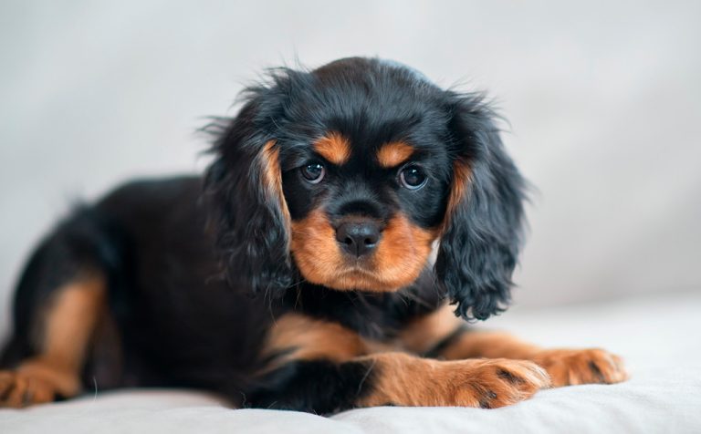 Назван топ-5 пород собак с самым высоким эмоциональным интеллектом