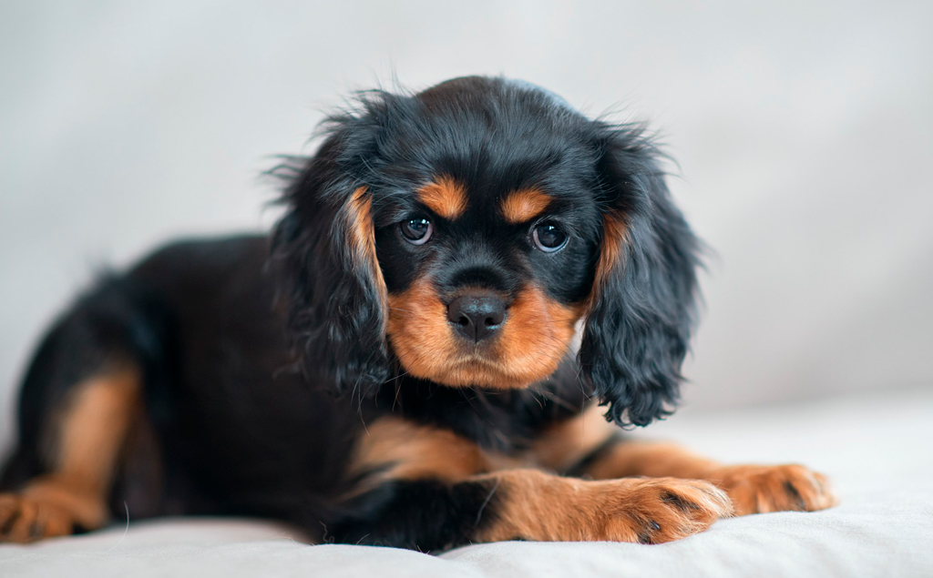 Назван топ-5 пород собак с самым высоким эмоциональным интеллектом