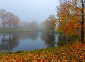 В Огрском крае браконьер застрелил бурого медведя - начато расследование