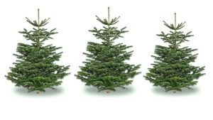 В Латвии зафиксирован рекордный всплеск лептоспироза: 49 случаев и три летальных исхода