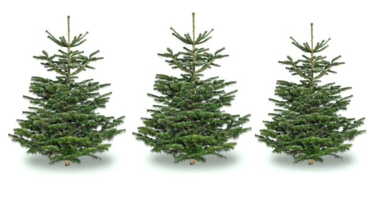 «Rīgas meži» призывает не вырубать в лесах рождественские ёлки