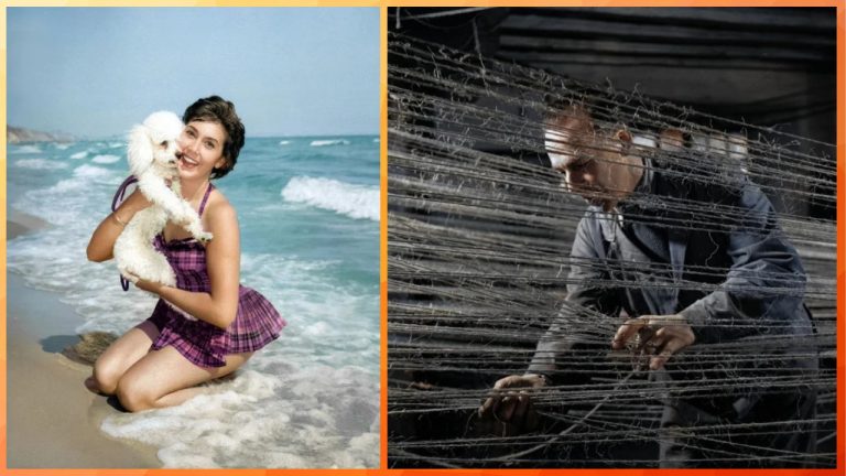 Исторические фотографии Британии: от овец в Лондоне до шахтёрского бунта