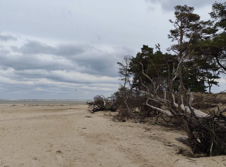 Аномально тёплый ноябрь: на Колке и Павилосте зафиксировано +13 градусов