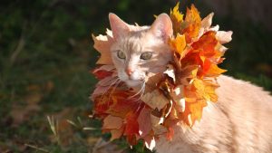 Сегодня в Риге и других городах Латвии пройдут протесты против отмены Стамбульской конвенции