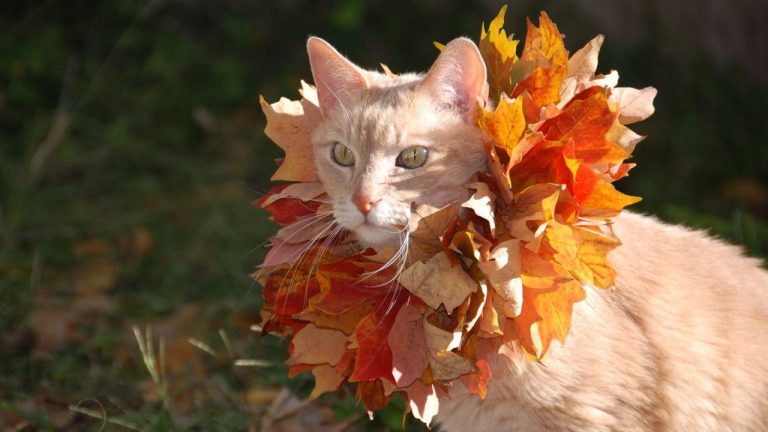 В пятницу и выходные: дождей ожидается немного, тепло не по-ноябрьски