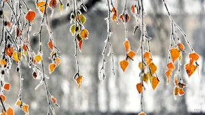 День Лачплесиса в Риге: сегодня вводятся ограничения движения транспорта