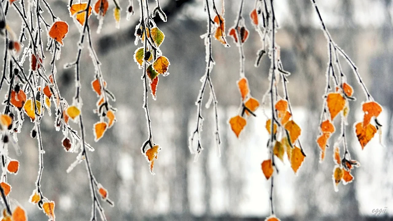 Понедельник будет дождливым, в конце недели возможен снег