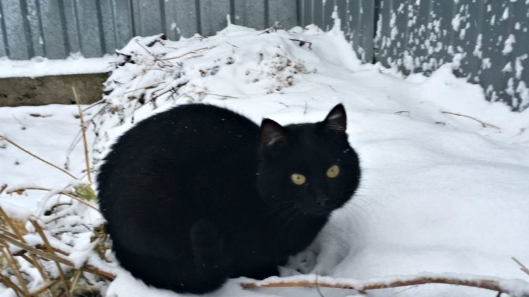 Замерзавшего в Зиепниеккалнсе мужчину спасли с помощью дрона и кошек