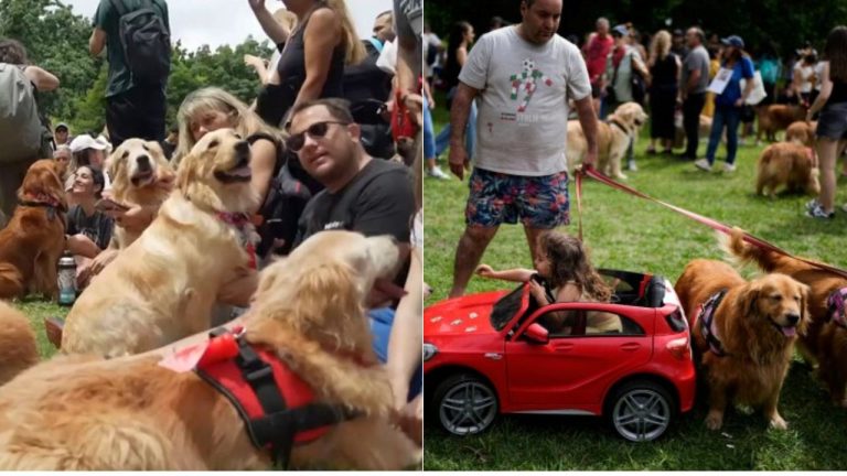 Мировой рекорд: более 2000 золотистых ретриверов собрались вместе в Буэнос-Айресе