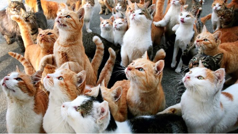 На Саркандаугаве обнаружена однокомнатная квартира, в которой держали 23 котов