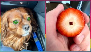 Рыбы, Раки, Близнецы и Козероги в гороскопе Анжелы Перл на четверг 18 декабря