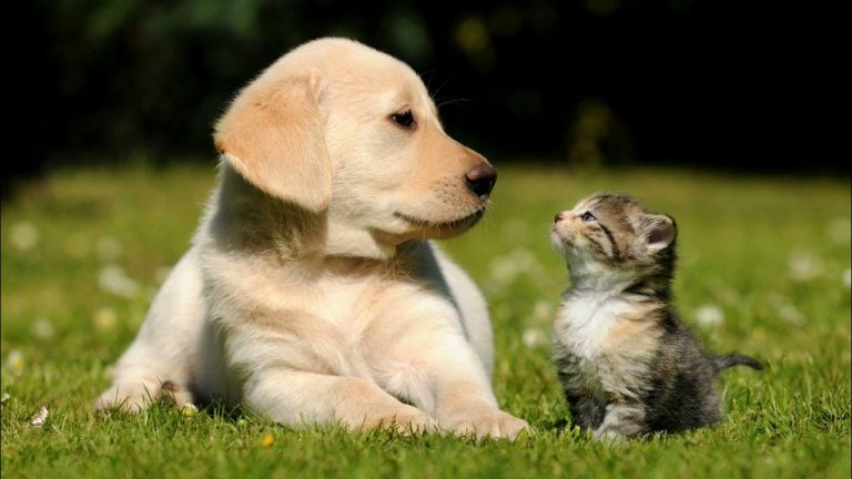 Сейм Латвии продолжит работу над законом о статусе животных