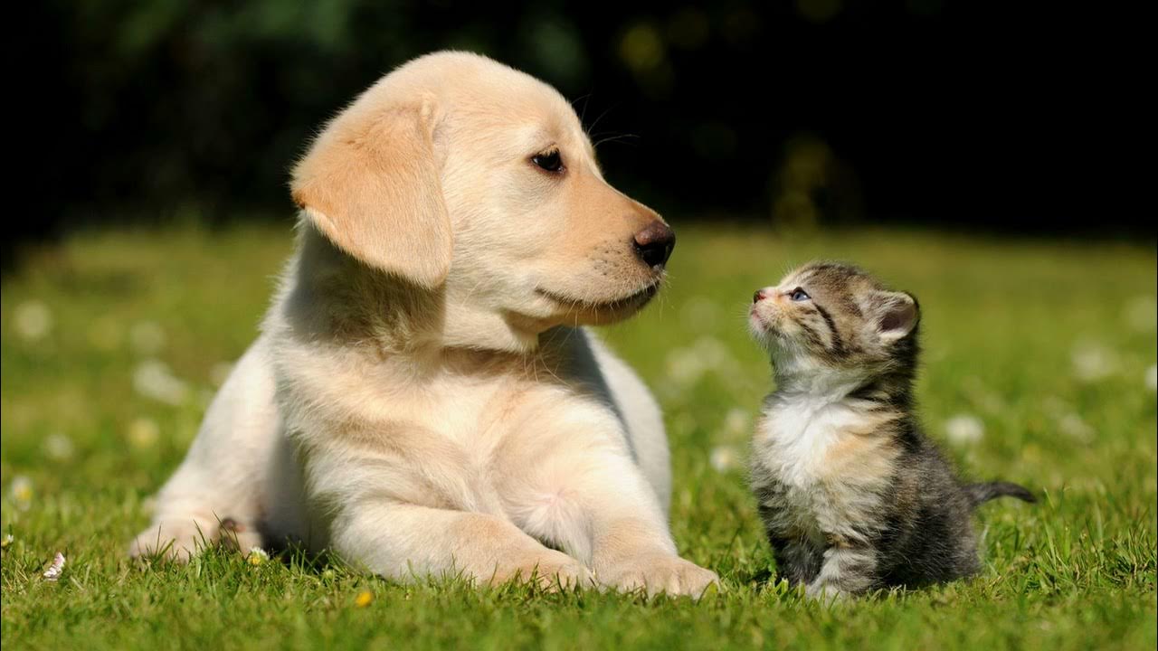 Сейм Латвии продолжит работу над законом о статусе животных