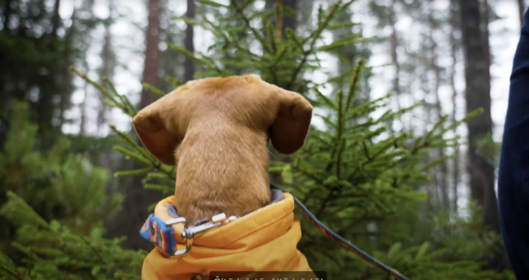 Где и как легально срубить рождественскую елку в государственных лесах Латвии