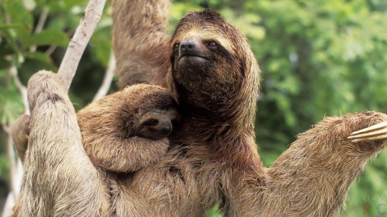 Рижский зоопарк приглашает на «Зимние ночи» и посмотреть на новорожденного ленивца