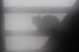 Жестокое ограбление в Елгаве: во время кражи вор повесил собаку хозяина