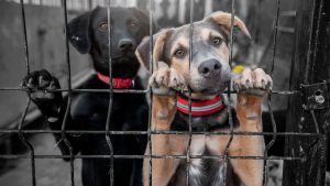 Рейтинг авиакомпании airBaltic снижен Fitch на фоне слабой рентабельности и высокого долга