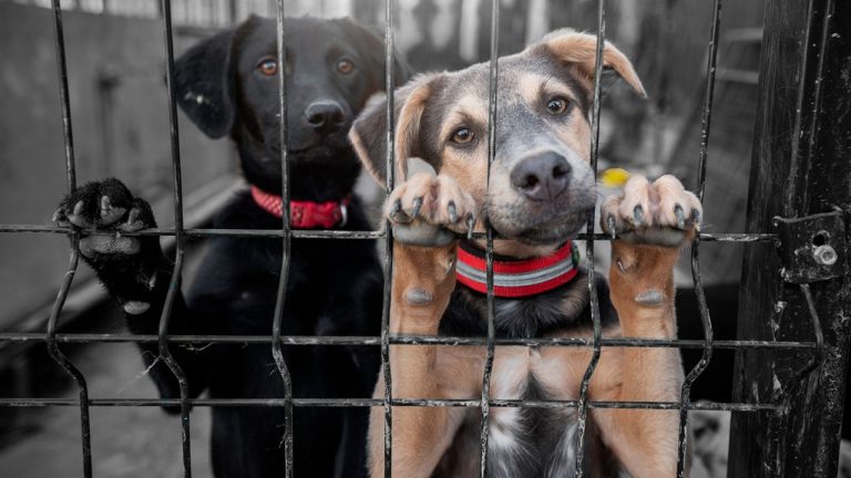 Латвийские ветеринары требуют усилить контроль за соблюдением закона о защите животных
