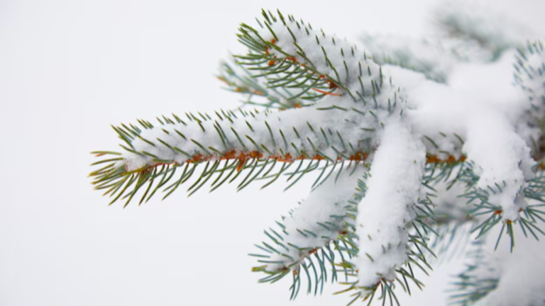 Мороз ненадолго и без сугробов: погода в Латвии на праздничную неделю