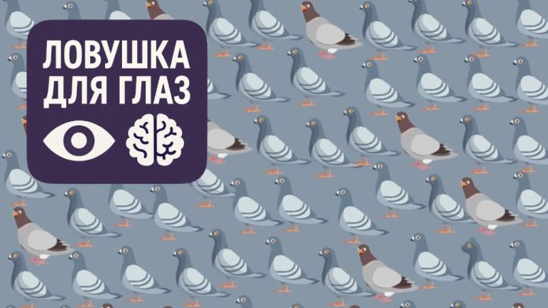 Ловушка для глаз: эту кошку находят не все - попробуйте за 12 секунд