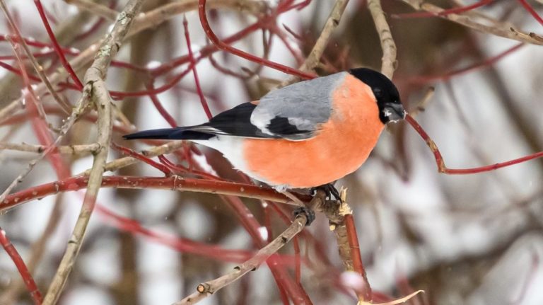 В канун католического Рождества будет облачно, но без осадков