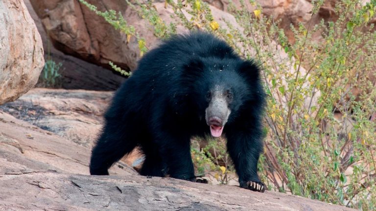 В Индии медведь ворвался в школу и утащил ученика из класса