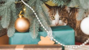 Почти 60% латвийцев встретят Рождество и Новый год дома